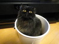 モフモフパワーで