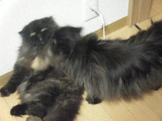 すれ違い猫ズ