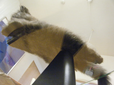 宙に浮く子猫