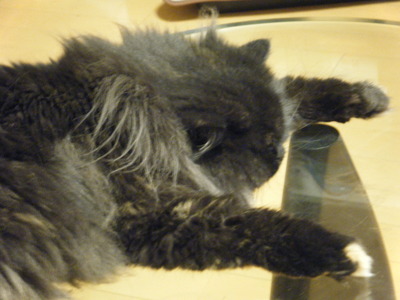 がっかりする猫
