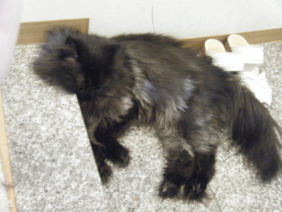 やる気も見せとこ