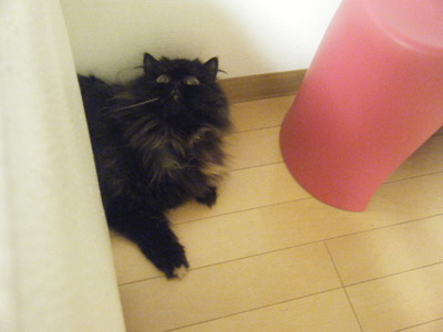 やる気も見せとこ