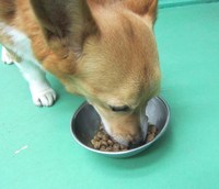 ご馳走さま～って器をもってくる。お行儀がとってもいいのです。