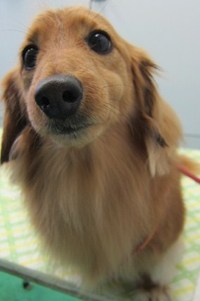 ２０１２年トリミング・シャンプーありがとうございました