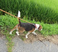 カミナリゴロゴロだけどお家でちゃんとお留守番できました。