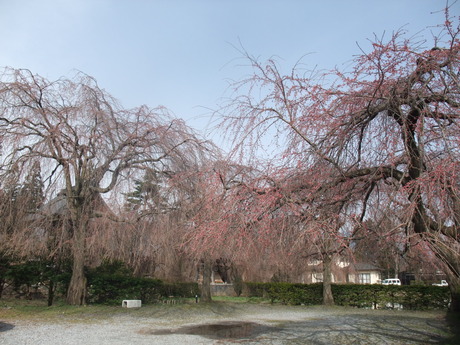 安養寺の枝垂れ桜、咲き始める　松本市波田三溝