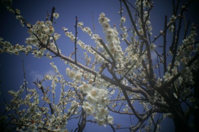 デジカメでLOMO風に（５）