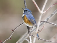 幸せの青い鳥