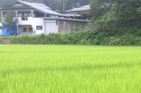 武居みさ・中条レポート