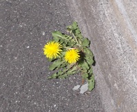 根性タンポポ