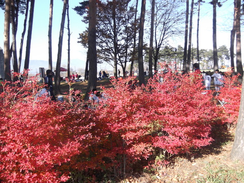 歌碑公園紅葉