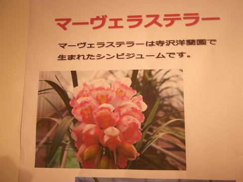 シンビジューム