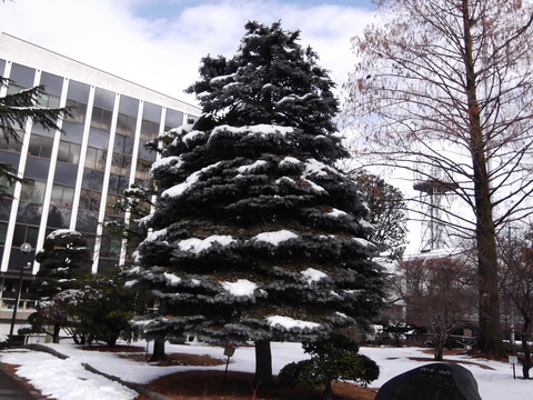 雪景色