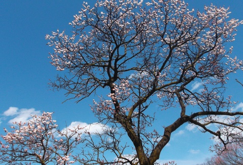 松本城