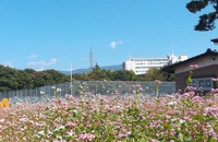車に火山灰