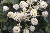 花八手