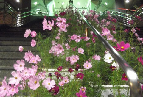 佐久平駅のコスモス