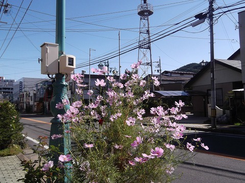 根性コスモス