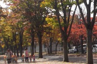 初紅葉