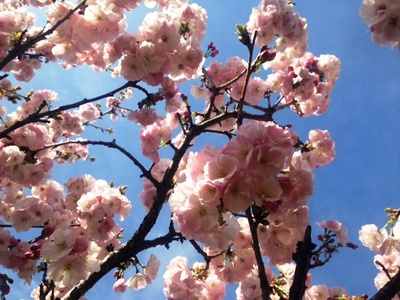 267　桜が咲いたよ