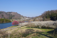 172　信州新町のろうかく梅園