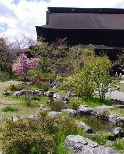 044　善光寺東庭園の八重桜