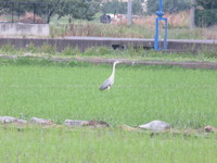 青鷺に遭遇