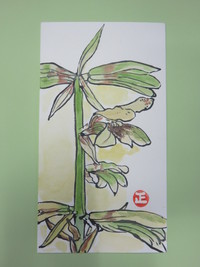 姥百合の魅力