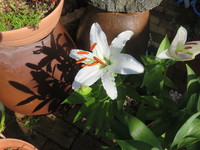 白い百合の花が咲きました。