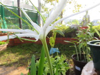 ｽﾊﾟｲﾀﾞｰﾘﾘｰにｶﾏｷﾘがいたよ。