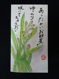 ｼﾝﾋﾟｼﾞｳﾑに花芽が付いた！