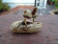 落花生から咲いた花？