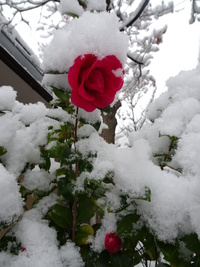 粉雪～♪ ねぇ、辺りは雪景色。