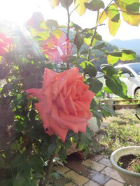 薔薇の季節到来！