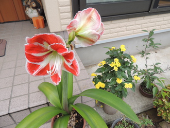 今、家で咲いている花 (7/5 SUN)