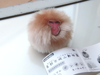 今日の何じゃこりゃ～ (1/4 FRI)