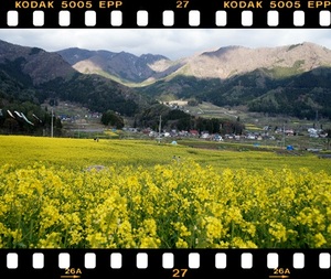 飯山菜の花まつり☆天然酵母パン♪