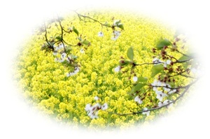 飯山菜の花まつり☆天然酵母パン♪