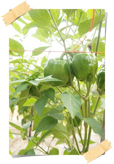 長岡伝統野菜「かぐらなんばん」