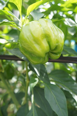 長岡伝統野菜「かぐらなんばん」