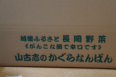 長岡伝統野菜「かぐらなんばん」