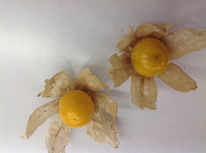 食用ほうずき♩