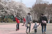 桜の日曜日