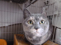 ９月の猫譲渡会＠長野市のおしらせ