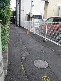 権堂某所／路地裏の猫／２１年９月２６日午後１時半頃