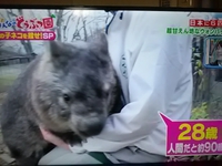 茶臼山動物園／ウォンバットのモモコ／みんなの動物園に登場