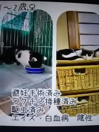 １０月９日篠ノ井で猫の譲渡会開催／ながの鈴猫の会