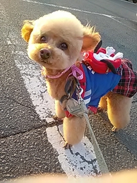 愛犬と川中島古戦場を散歩／２１年２月１１日午後４時半頃