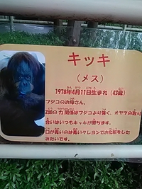 オランウータンの森／明日７月１７日一般公開開始／茶臼山動物園