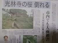お盆の大雨で小松原の光林寺の桜倒れる／市内でも大雨被害